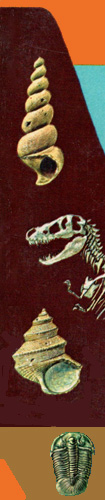 Greg's Fossil Page
