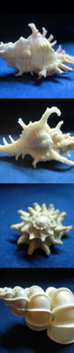 Natural History Page